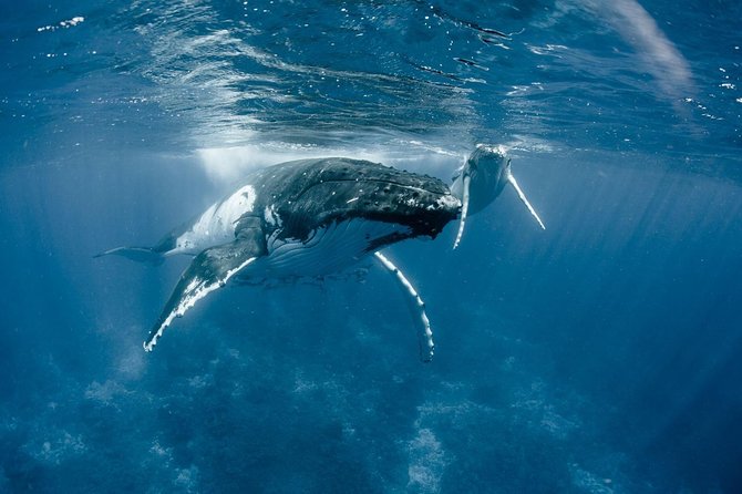 Half-Day Small-Group Cruise in Bora Bora with Snorkelling - Hand-Feeding Stingrays in Shallow Water: The Moment You Came For