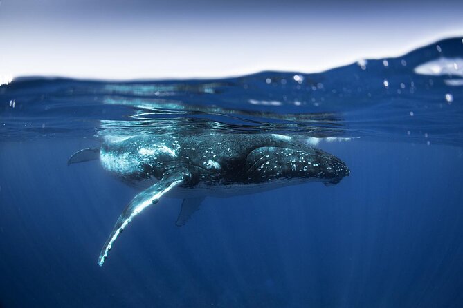 Half Day Small Group Whale Watching - The Small Boat Setup: Max 6 People for Better Whale Viewing