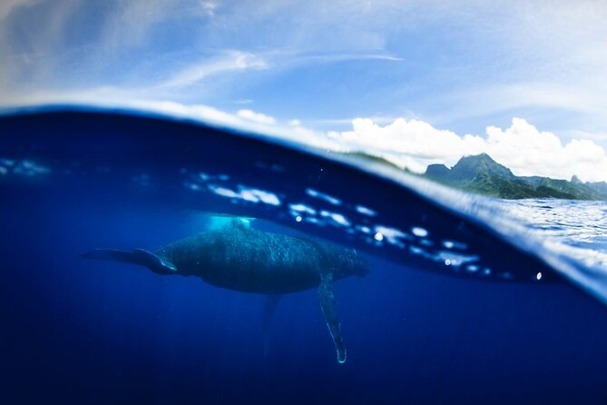 Half Day Small Group Whale Watching - What Snorkeling Close to Humpbacks Feels Like