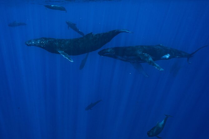 Half Day Small Group Whale Watching - Timing, Duration, and What to Wear