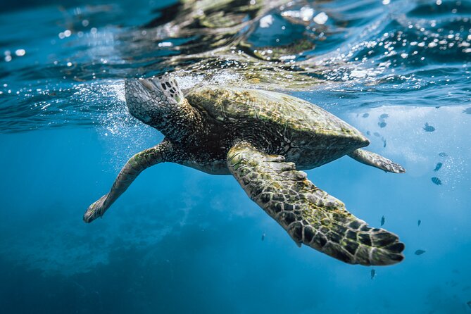 Half Day Snorkeling in Moorea - Snorkeling Stops That Make the Tour Worth It