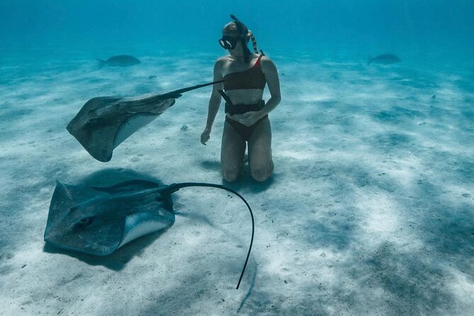 Half Day Snorkeling in Moorea - Wildlife Encounters: Sharks, Stingrays, and Turtles Without the Chaos
