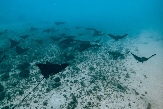 Half Day Snorkeling in Moorea - Fruit, Drinks, and the End-of-Tour Relax Moment