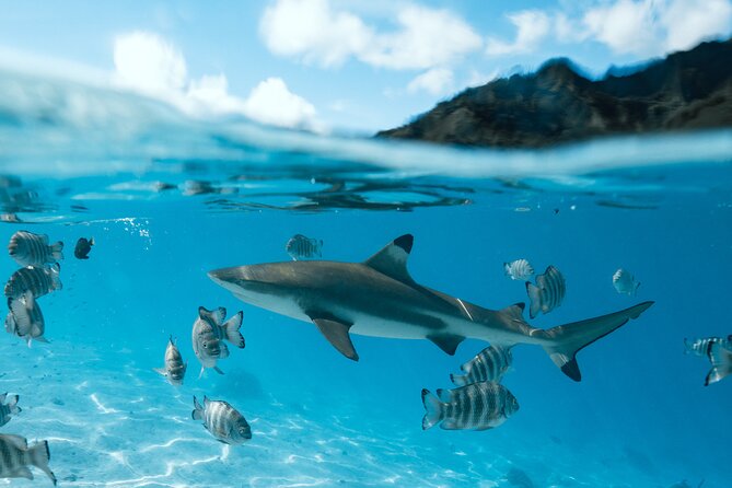 Half Day Snorkeling in Moorea - Guide and Captain Service: Why the Small Boat Feels Better