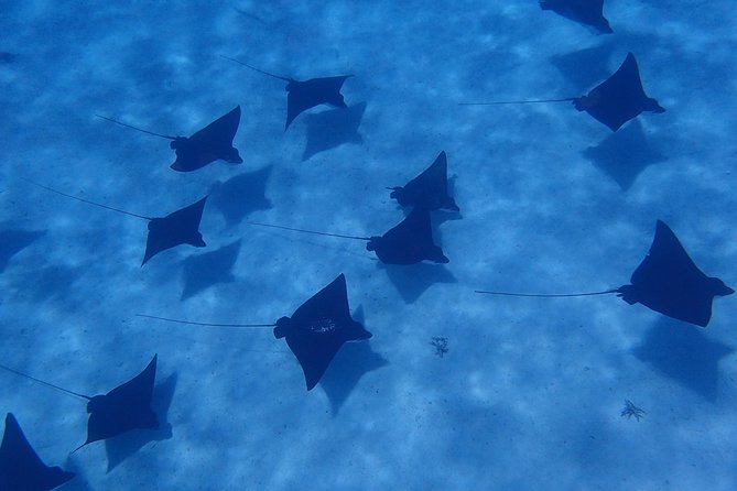 Half day Snorkeling Shared Boat Tour in Bora Bora - Key Things That Make This Bora Bora Snorkeling Tour Worth Your Time