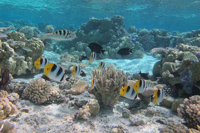 Half day Snorkeling Shared Boat Tour in Bora Bora - Morning Lagoon Snorkeling That Leaves Your Afternoon Free
