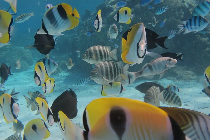 Half day Snorkeling Shared Boat Tour in Bora Bora - Stop-by-Stop: What You’ll Do Underwater (and What to Expect at Each One)
