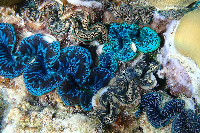 Half day Snorkeling Shared Boat Tour in Bora Bora - Wildlife Ethics: What You Avoid Matters in Bora Bora