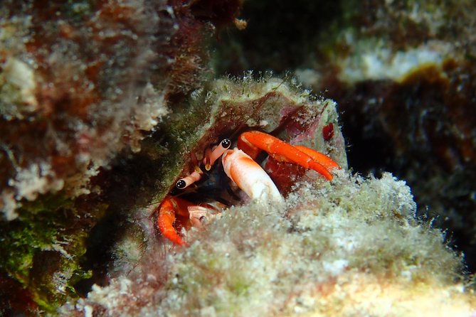 Half day Snorkeling Shared Boat Tour in Bora Bora - Who This Tour Fits Best (and Who Might Want a Different Plan)