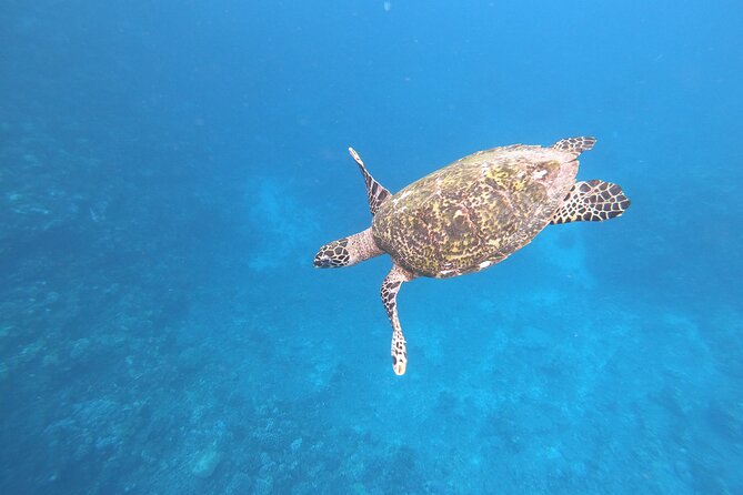 Half-Day Snorkeling Tour in Tahiti - Key things to know before you go