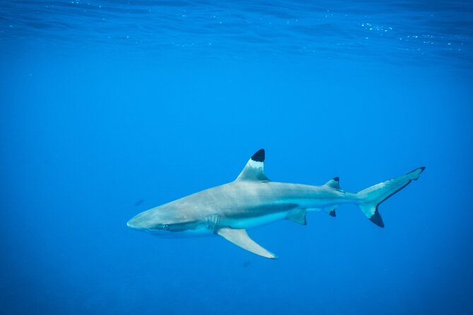 Half-Day Snorkeling Tour in Tahiti - Meeting in Papeete: Arrive Early, Stay Flexible