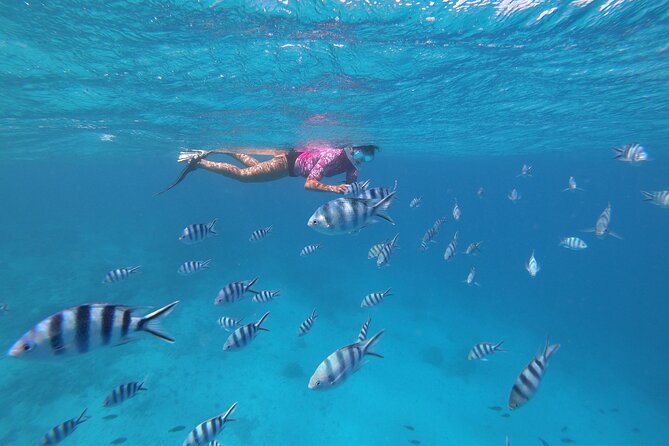 Half-Day Snorkeling Tour in Tahiti - Freshwater Springs and the Coral Garden Stop