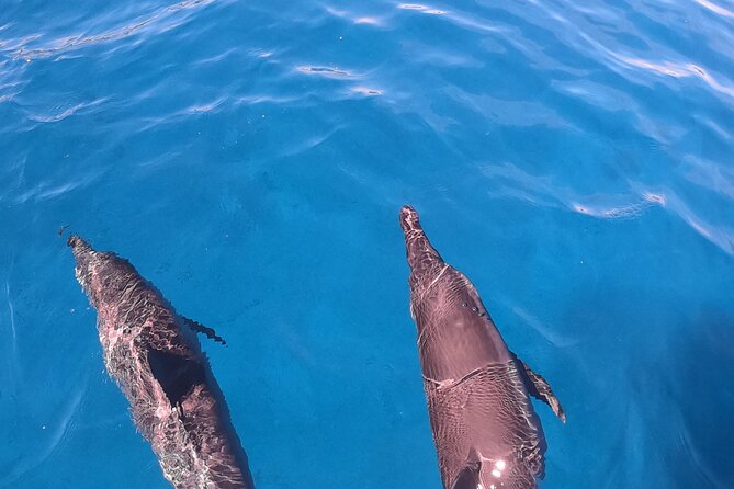 Half-Day Snorkeling Tour in Tahiti - Food, Drinks, and the End-of-Day Wind-Down