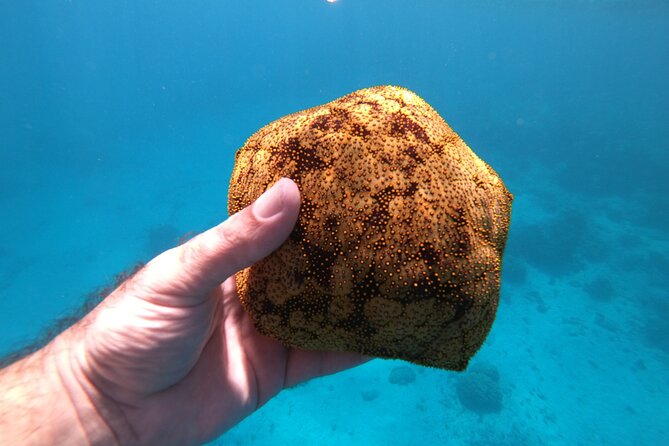 Half-Day Snorkeling Tour in Tahiti - Boat Comfort and Safety: Ladder Access Is the Main Variable