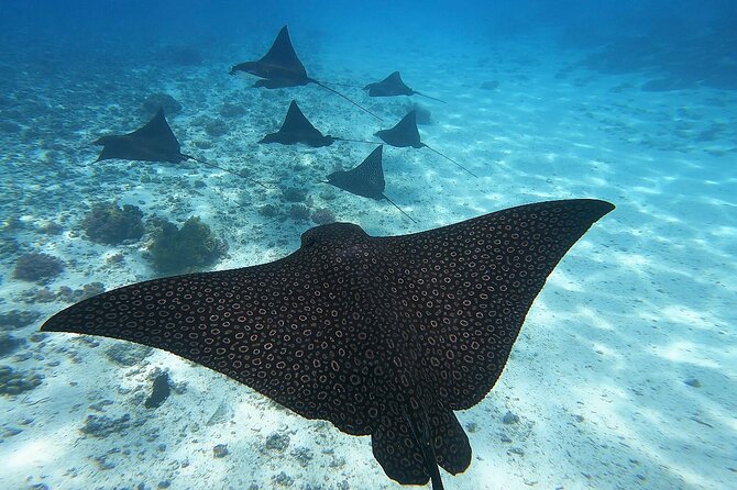 Half Day Tour lagoon discovery marine fauna flora small group - Key highlights worth your attention