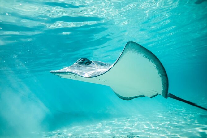 Half Day Tour lagoon discovery marine fauna flora small group - Small group size is the real upgrade