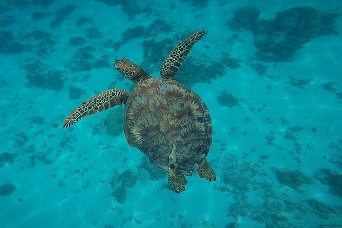 Half Day Tour lagoon discovery marine fauna flora small group - Stop 2: Outer reef drop-off for open-water swimming