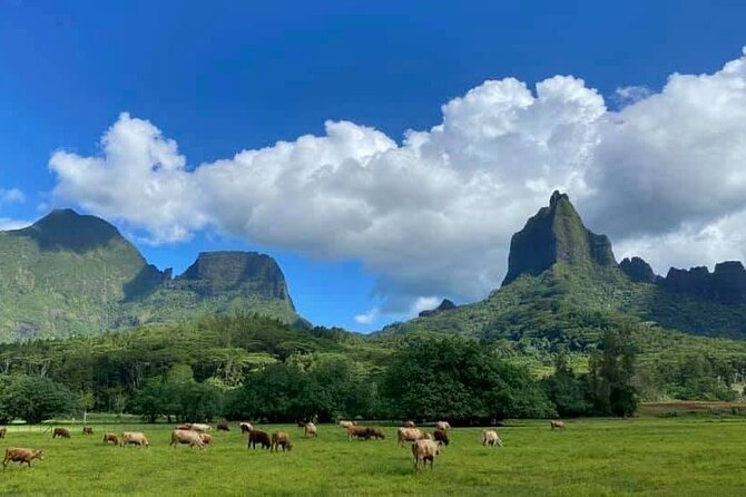 Half-Day Tour of Moorea Island in a Small Group - Old Village and River Archaeology, Explained at Street Level