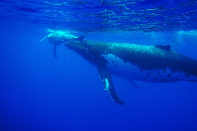 Half day whale tour 4h00 - Whale watching on Moorea’s schedule, not your guesswork