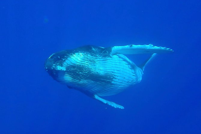 Half day whale tour 4h00 - Moorea Activities Center to Opunohu Bay: how the morning sets up