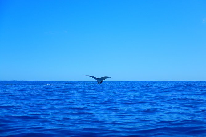 Half day whale tour 4h00 - The crew factor: how guides like Kevin, Mahai, Michele, Ari, and Mahi shape the day