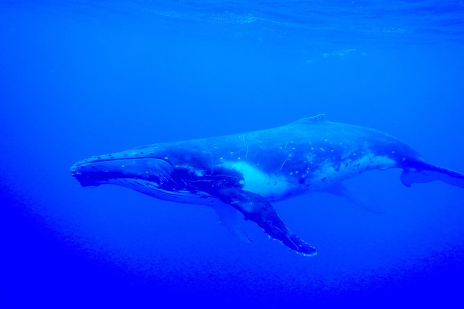 Half day whale tour 4h00 - Should you book? My take for Moorea whale watchers