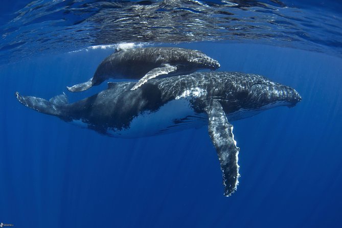 Half day whale tour 4h00 - The small-boat reality: 12 aboard, 6 in the water