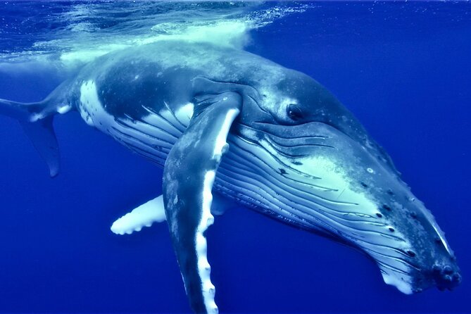 Half Day Whale Watching in a Small Shared Group - Key highlights you will actually care about