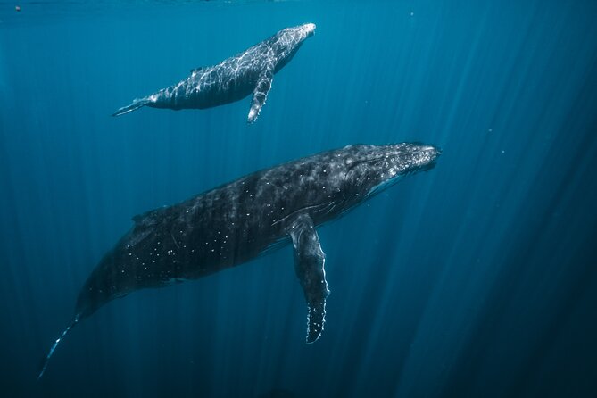 Half Day Whale Watching in a Small Shared Group - Why this small-group humpback trip works in Tahiti