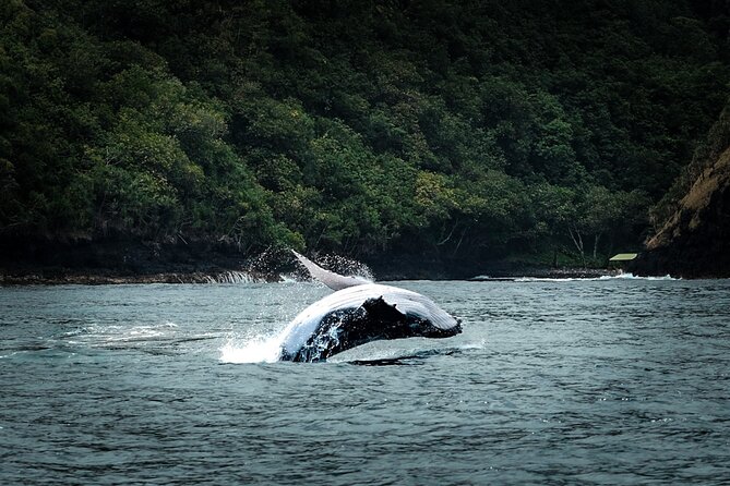 Half Day Whale Watching in a Small Shared Group - On the water: what the 4-hour whale search feels like