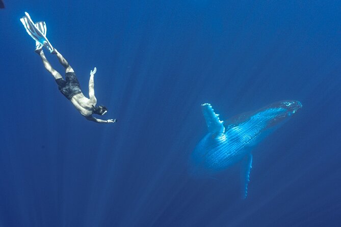 Half Day Whale Watching in a Small Shared Group - Price and timing: is $236.85 for 4 hours good value?