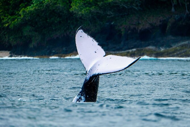 Half Day Whale Watching in a Small Shared Group - Weather and whale-spotting reality check