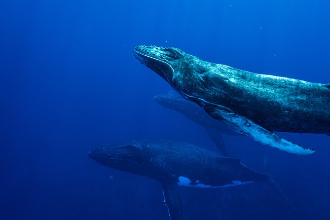 Half Day Whale Watching in a Small Shared Group - What to bring, and how to make the water time easier
