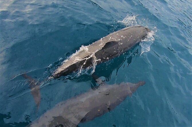 Half day whale watching - Without launch - The sunset plan on Moorea: green peaks, royal blue sea, and a drink moment