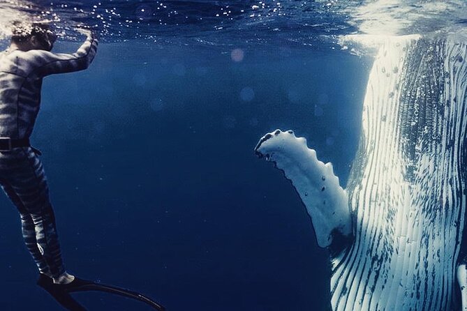 Humpback whale watching and marine life in Moorea - Key points to know before you go