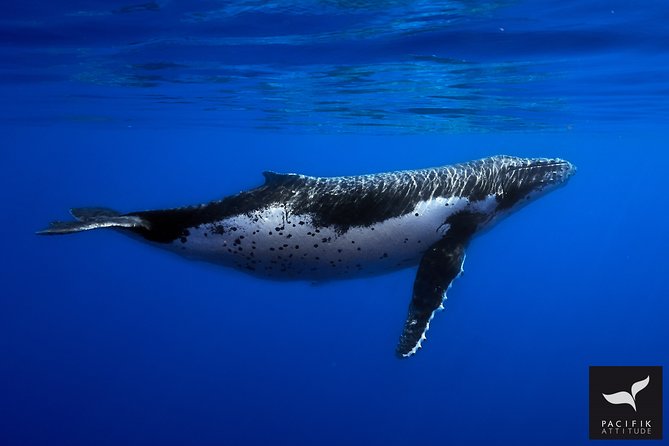 Humpback whale watching and marine life in Moorea - Why this Moorea whale trip feels different