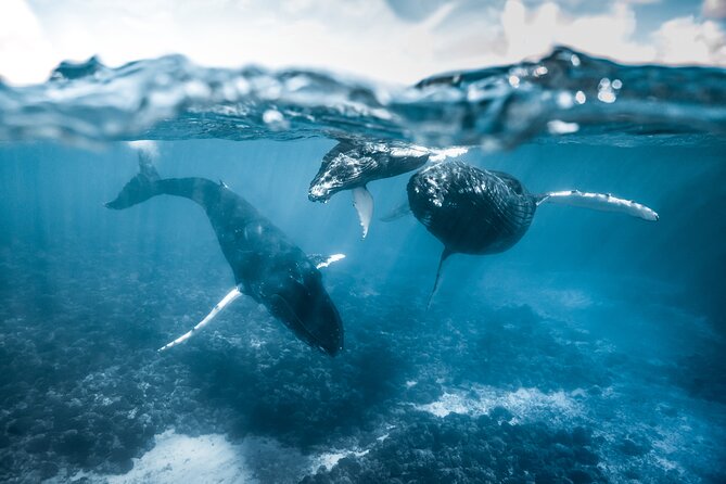 Humpback whale watching and marine life in Moorea - Where you meet up, depending on the time of year