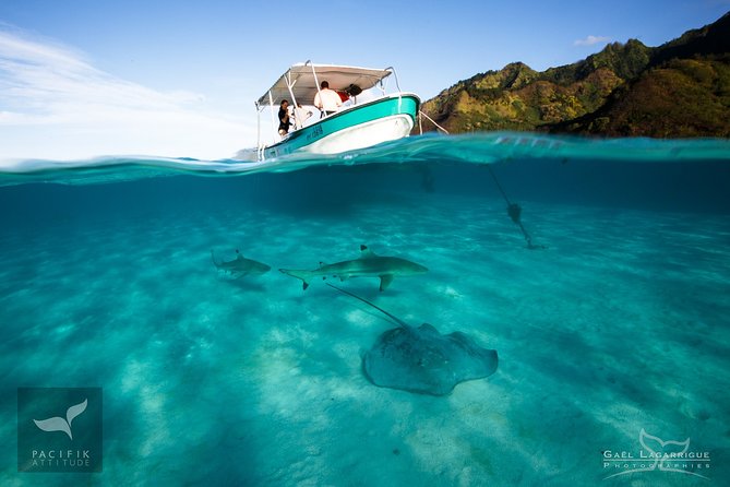 Humpback whale watching and marine life in Moorea - How the 3 hours typically unfold on the water