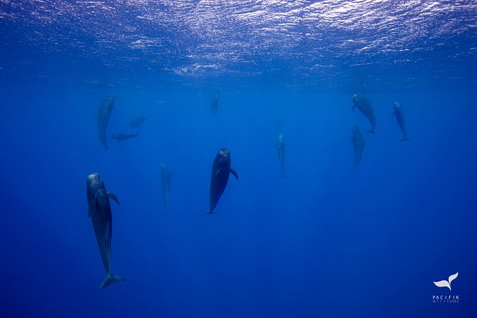 Humpback whale watching and marine life in Moorea - Whale spotting tricks: hearing calls and finding them faster