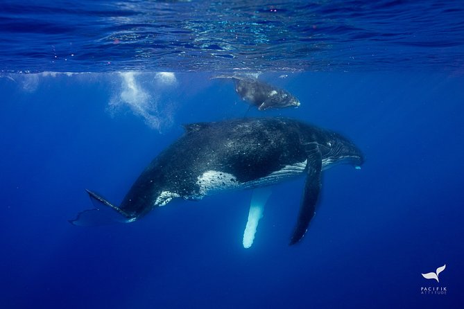Humpback whale watching and marine life in Moorea - The marine life bonus, beyond humpbacks