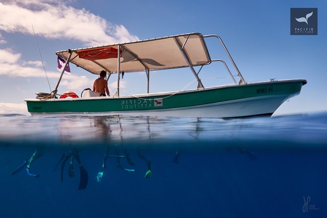 Humpback whale watching and marine life in Moorea - When you can spot humpbacks, and what to expect with conditions