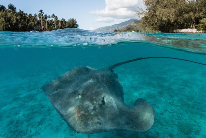Introduction to sailing and discovering the lagoon - Polynesian Navigation Lessons You Can Actually Understand