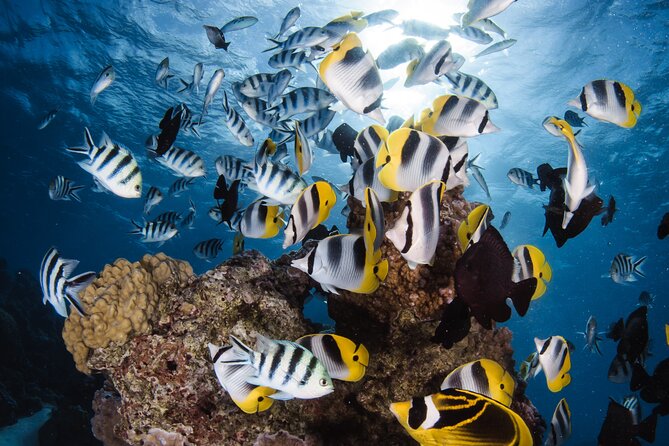 Introductory Dive in Bora Bora (afternoon) - Key reasons this afternoon in Bora Bora is worth it