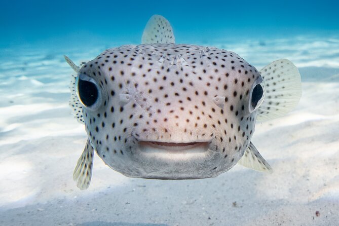 Introductory Dive in Bora Bora (afternoon) - The Bora base check-in by Matira beach