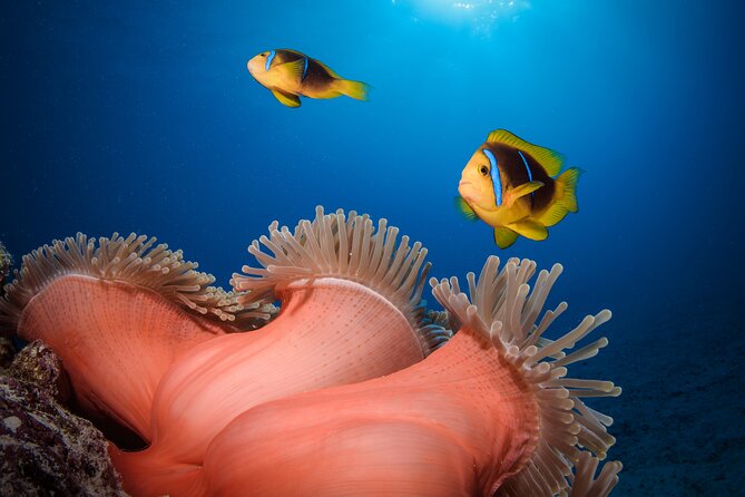 Introductory Dive in Bora Bora (afternoon) - The underwater highlights: tropical fish and a coral garden