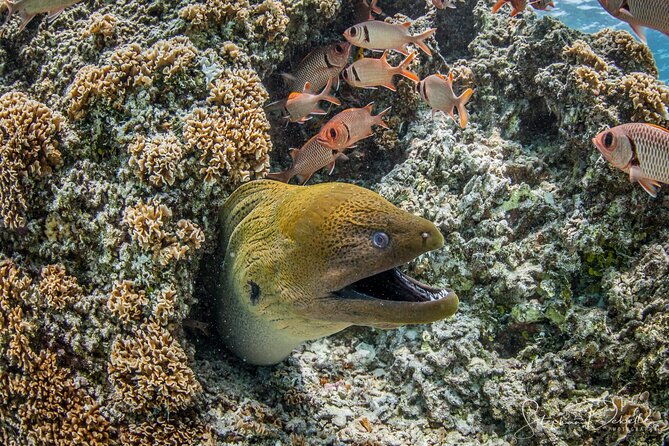 Introductory Scuba Diving Experience in Bora Bora - Included Gear, What’s Not Included, and What You Should Bring