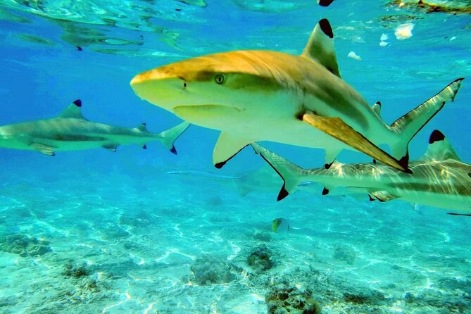 Keishi Tour Half Day Shared Excursion - Your 4-hour route: circle Bora Bora and hit the wildlife moments