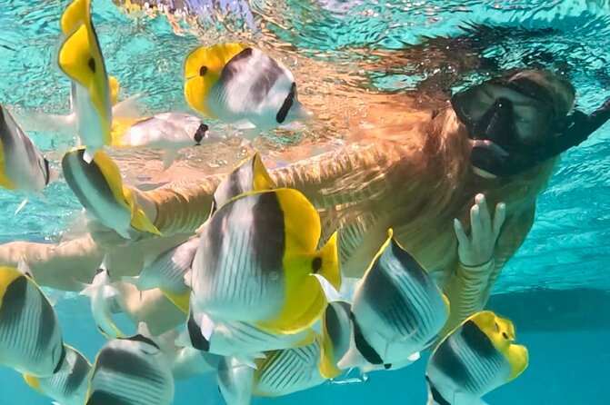 Lagoon and Marine Wildlife Tour in Moorea - Meeting at Plage de Tiahura, Moorea, then out on the lagoon