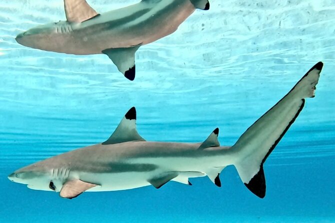 Lagoon and Marine Wildlife Tour in Moorea - Who this lagoon and marine wildlife tour suits best