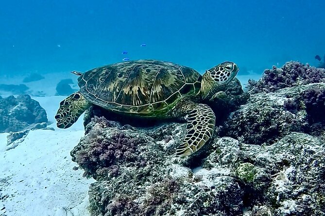 Lagoon and Marine Wildlife Tour in Moorea - Should you book the Lagoon and Marine Wildlife Tour in Moorea?